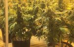 ラスベガスではマリファナ合法だけど？でも税収について。